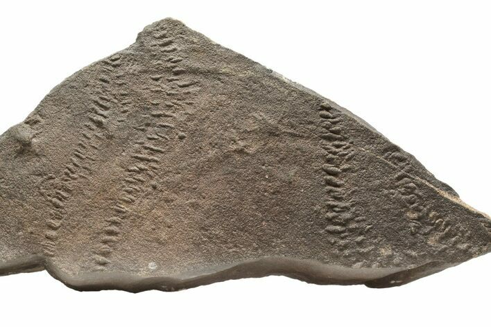 Cruziana (Fossil Trilobite Trackway) Plate - Morocco #253151